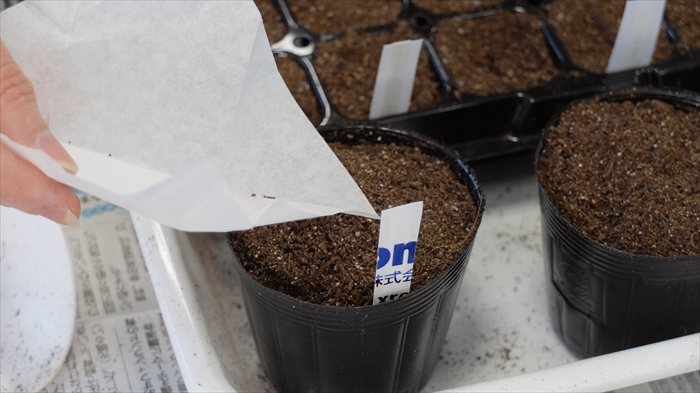 ペチュニアの種まき