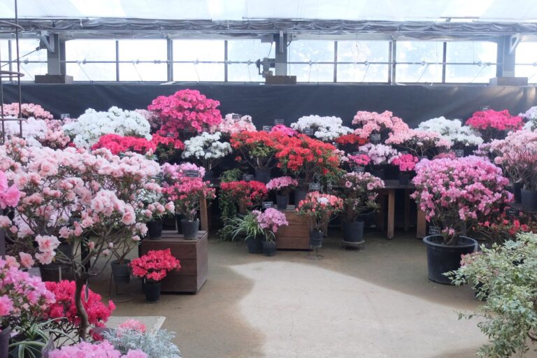 アザレア展の様子