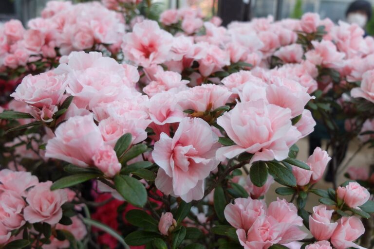 ストライプ状の模様が入ったアザレア