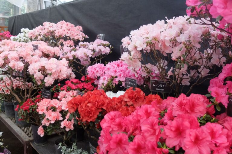 フリル状に咲いているアザレア等