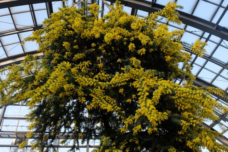 満開のミモザの様子