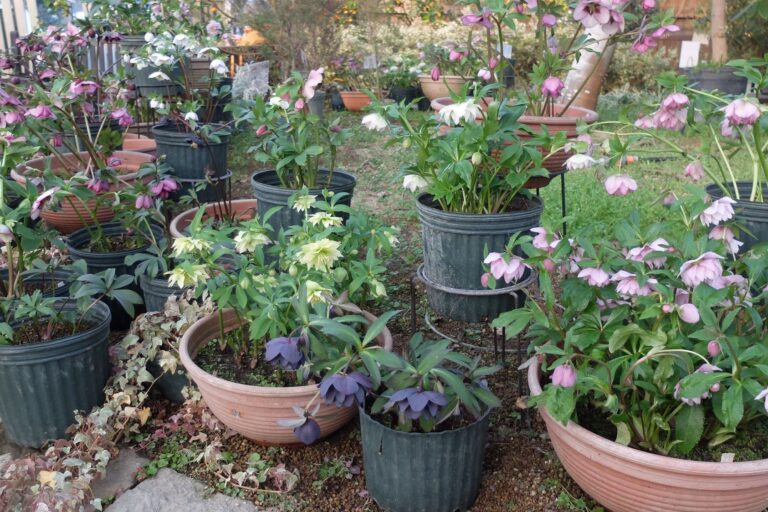 クリスマスローズが展示されている様子