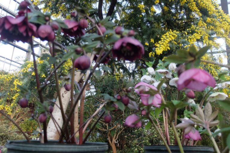 クリスマスローズとミモザの写真