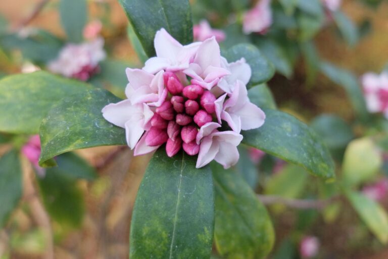 ジンチョウゲの花