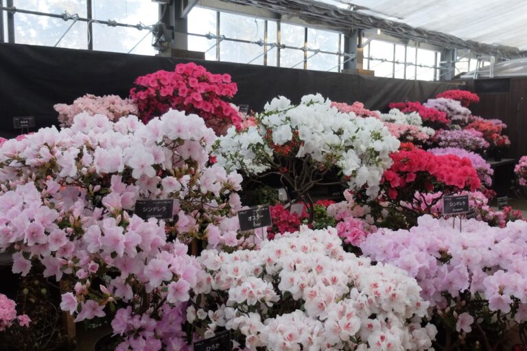 たくさんのアザレアが並ぶ様子