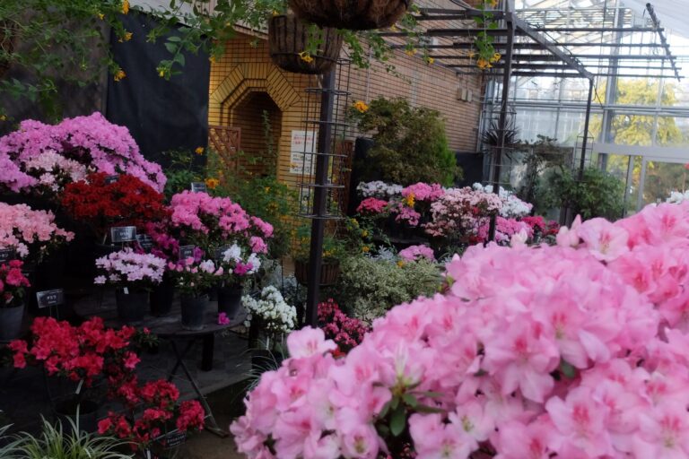 アザレア展の様子
