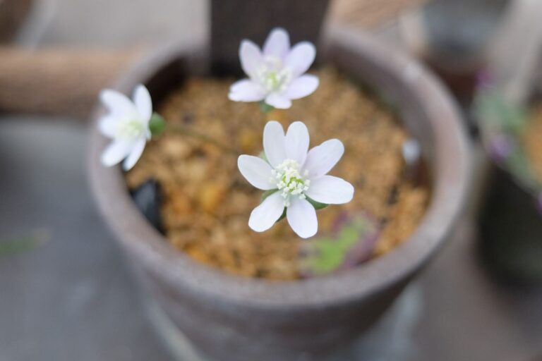 雪割草(玉三郎/標準花)の花