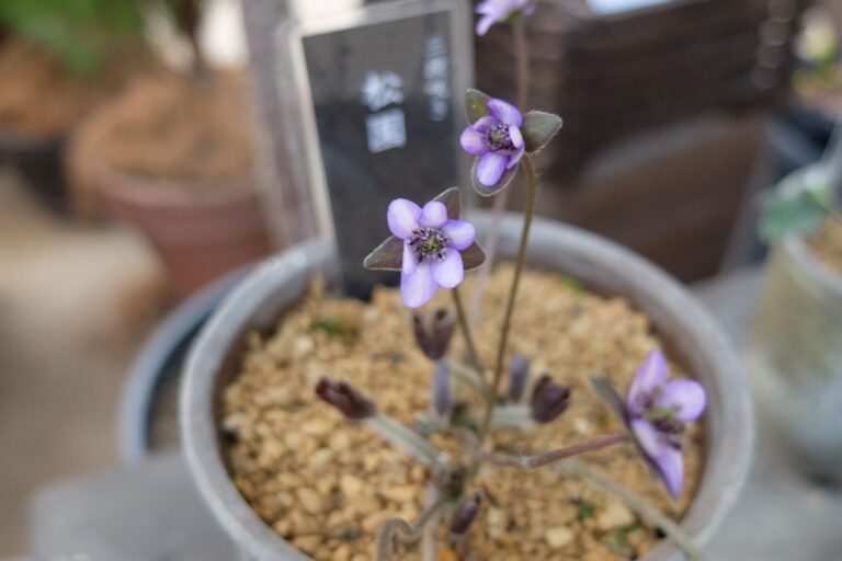 雪割草(松園/三段咲き)の花