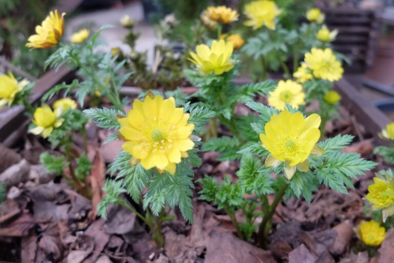 福寿草の展示の様子