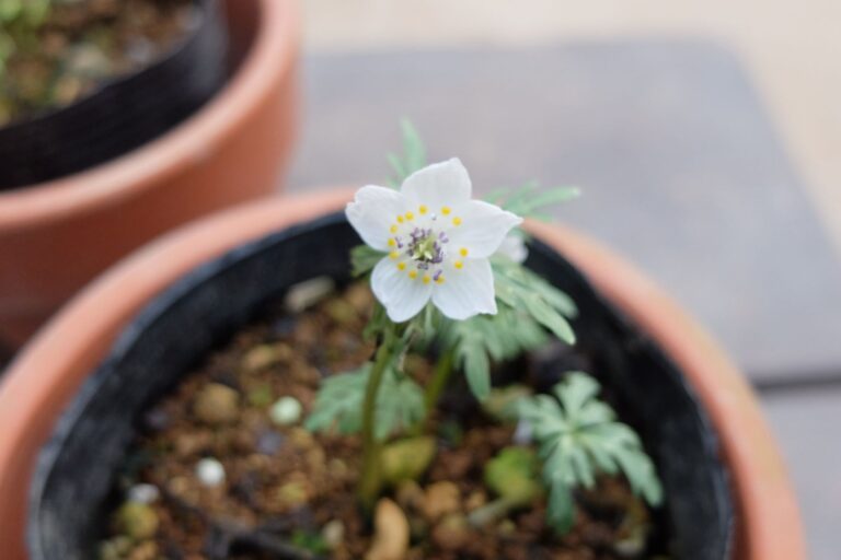 雪割草の展示の様子