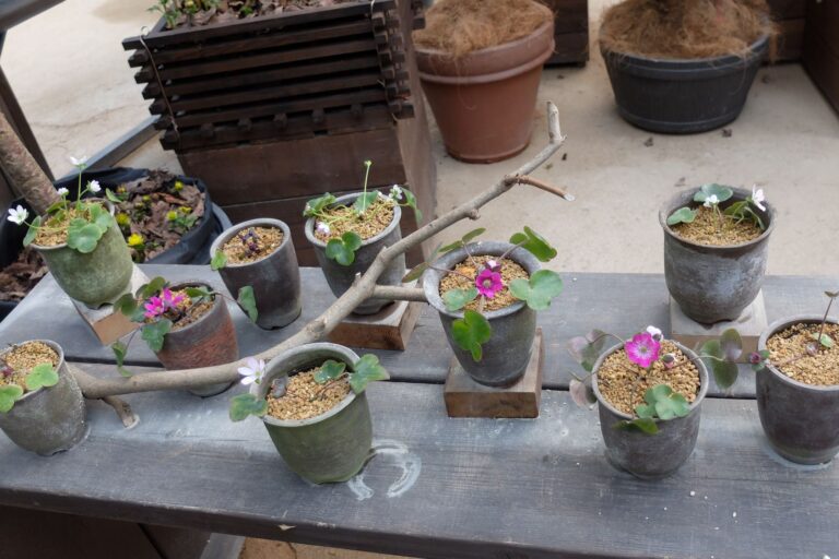 雪割草と福寿草展の様子