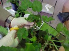 親株から切り出す所