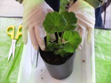 土に挿している所