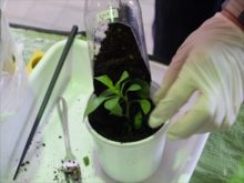 ポット上げしたオステオスペルマムの苗