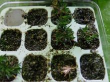 セルトレイの1つを水やり用にしている所