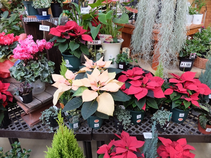 クリスマスの展示の様子