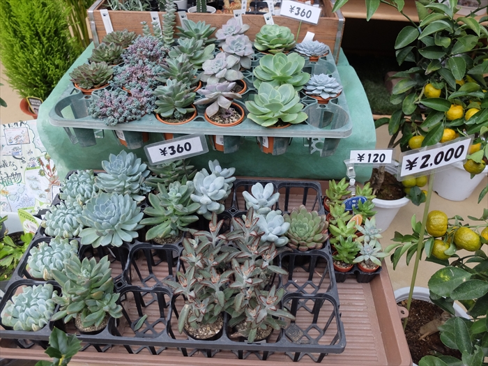 多肉植物のコーナー