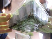 下から根が出たかどうかの確認