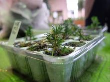 シバザクラの挿し芽苗