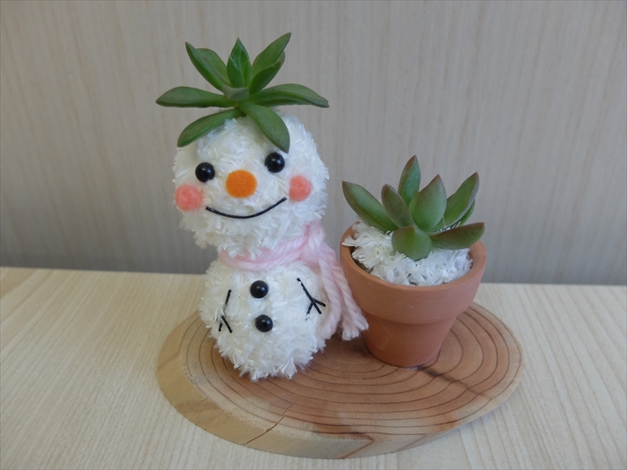 多肉植物のスノーマン