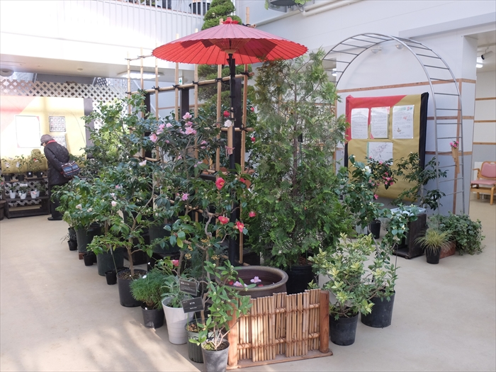 豊平公園椿ミニ展示