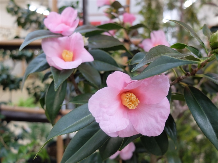 ピンクのツバキの花