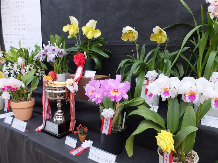 表彰されたラン鉢