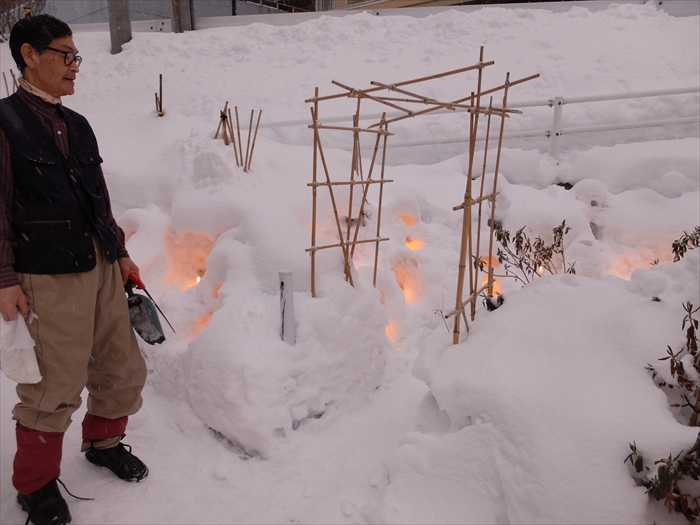 花壇の中のゆきあかり