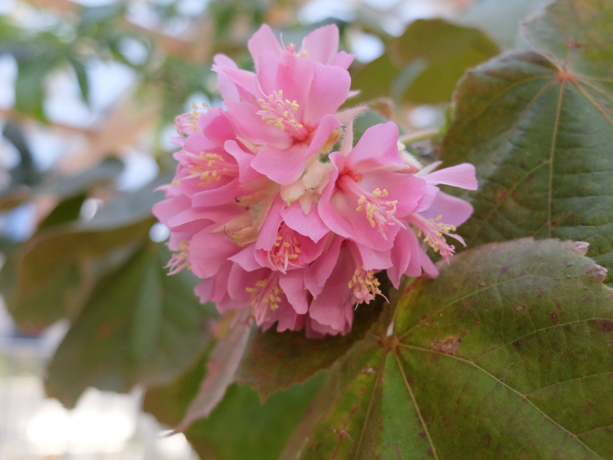 ドンベヤ・ワリッキーの写真