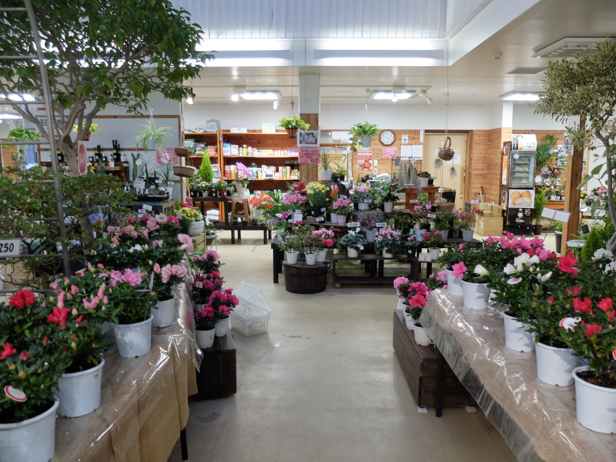 アザレア販売の様子