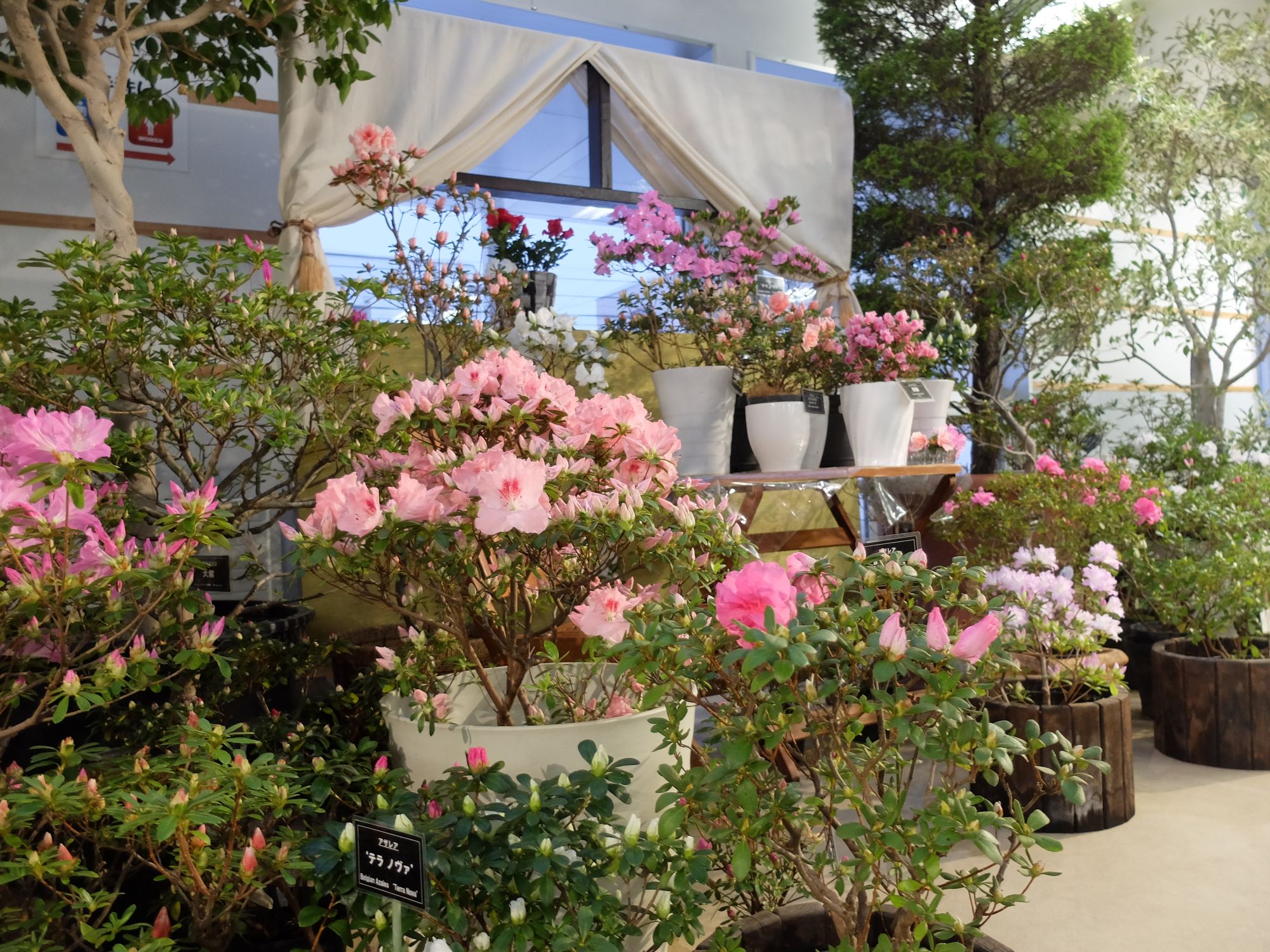 アザレア展の様子