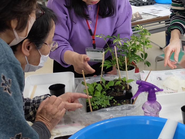 種まき後見事に育っている例