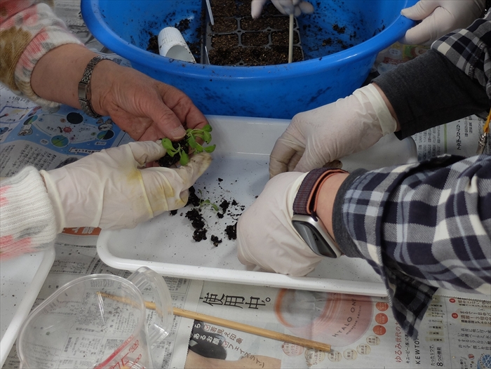 ペチュニアの移植をしている