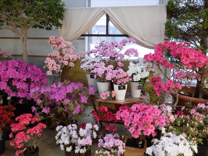 豊平公園のアザレアの花