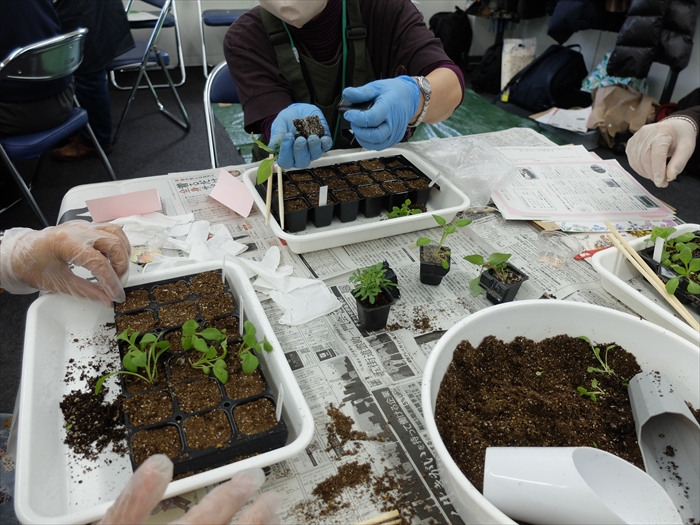 ペチュニアの苗の説明をしている