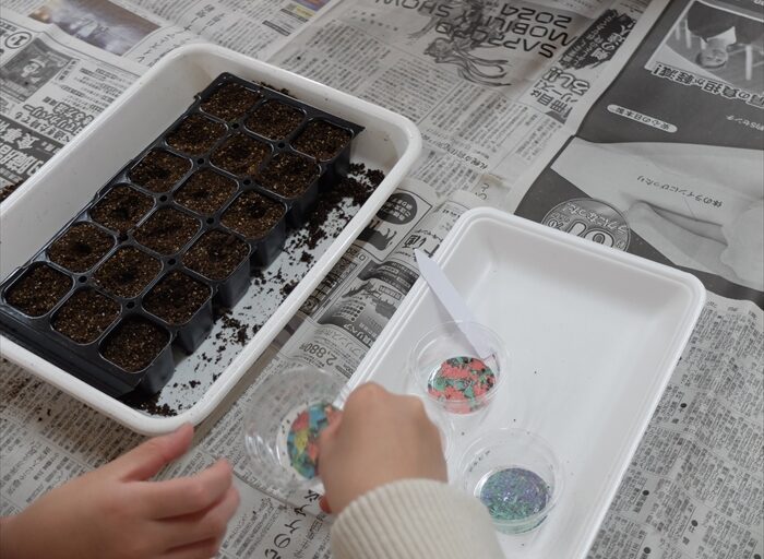 種を選んでまいている