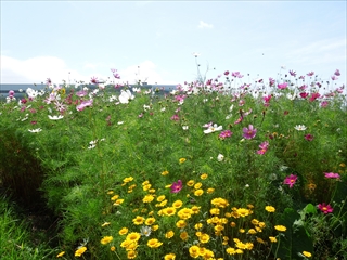 コスモスとひまわりの咲く河川敷