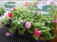 はちけん地区センターの窓際