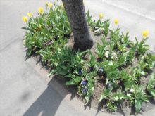 はちけん地区センターのそばの街路ます