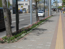 ピンクのマーガレットとアリッサムの花壇