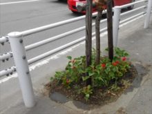 小学校前の街路ます