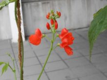 アカハナマメの花