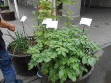 札幌に縁の野菜や花を使ったコンテナガーデン