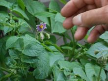 ジャガイモの花