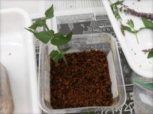 挿し木実習した苗