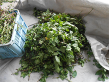 葉をちぎったところ