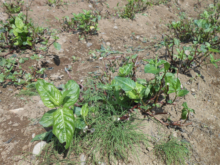 コミュニティガーデンで育てた藍