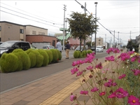 新琴似六番通り街づくりクラブ