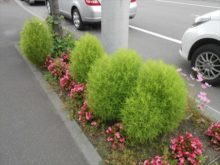 新琴似六番通り