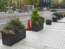 補植のすんだ本庁舎前